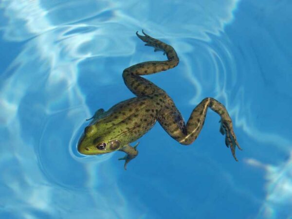 How to Keep Frogs Out of Your Pool Vue Custom Pools & Design